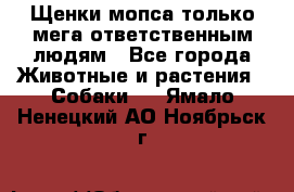 Щенки мопса только мега-ответственным людям - Все города Животные и растения » Собаки   . Ямало-Ненецкий АО,Ноябрьск г.